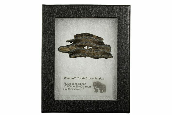 Mammoth Molar Slice With Case - South Carolina #337738
